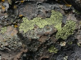Patchwork of Lichens