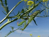 Mantis on a Mustard