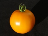 Orange Tomato