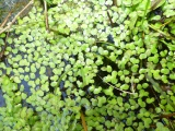 Duckweed Puddle