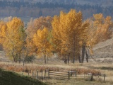 Autumn Trees in Sunlight