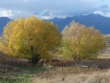 Pair of Willows in Autumn