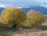 Pair of Willows in Autumn