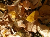 Curled Leaves