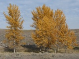 Golden Trees among the Sagebrush