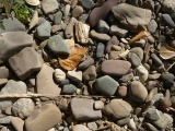 On the Bank of Lolo Creek