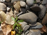 Rocks, Leaves and Plants