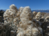 Floofy Seeds