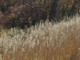 Diagonal Band of Grasses