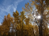 Sun through Yellow Trees