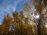 Sun through Yellow Trees