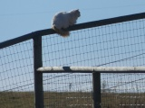 Fence Guardian