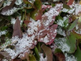 Ice Crystals on Leaves