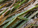 Ice Crystals on Grass