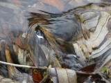 Ripples over Underwater Leaves