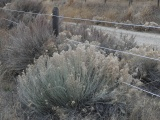 Fenceline Sagebrush