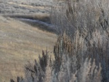 Sagebrush over a Valley