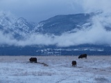 Cows in the December Snow