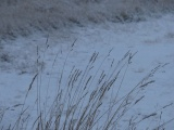 Fresh Snow and Curving Grass