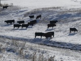 Cows in the Snow