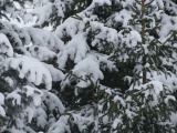 Snowy Spruce