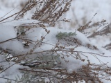 Sagebrush Peeking Through