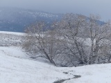 Stream and Trees in Winter