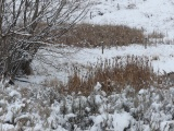 Winter Plants and Trees