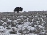 Tree and Sagebrush in Winter