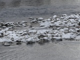 Snowy Boulders in the River