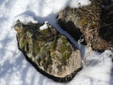 Mossy Boulder in Winter