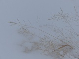 Golden Grass in the Snow