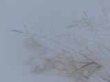 Golden Grass in the Snow