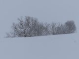 Trees over the Hill I