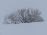 Trees over the Hill II