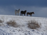 Horse Trio