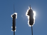 Backlit Cattails