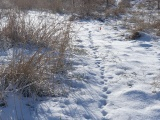 Snow Tracks