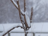 Snow on Seeds