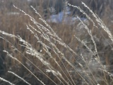 February Grass Detail