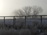 Frozen Trees and Fence