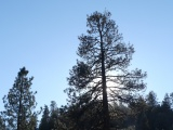 Trees and Blue Sky