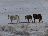 Horse Expressions