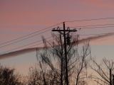 Telegraph Pole and Bare Branches