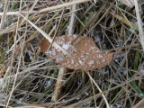 Leaf at the Intersection