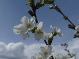 Cherry Blossoms and Clouds