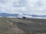 Fenceline on Rolling Hills