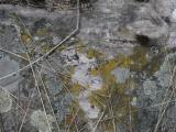 Dried Grasses and Lichens on Rock