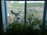 Deer Eyeing Tomato Plants