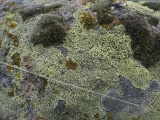 Lichen Map